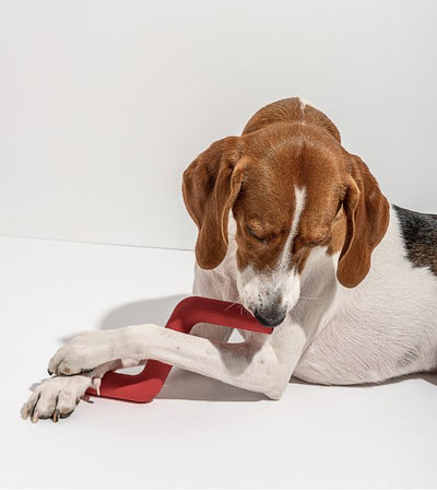 Wild One Bolt Bite Dog Chew Toy (Spruce) - Good Dog People™