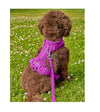 Wild One Comfort Dog Harness (Orchid) - Good Dog People™