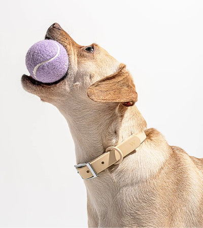 Wild One Tennis Balls Set Dog Toy (Lilac) - Good Dog Peopleā¢