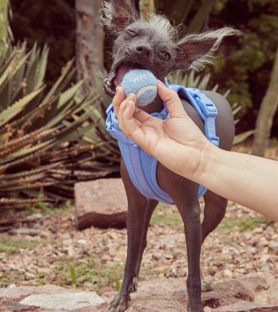 Wild One Tennis Balls Set Dog Toy (Lilac) - Good Dog Peopleā¢