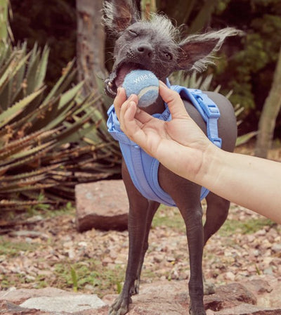 Wild One Tennis Balls Set Dog Toy (Lilac) - Good Dog Peopleā¢