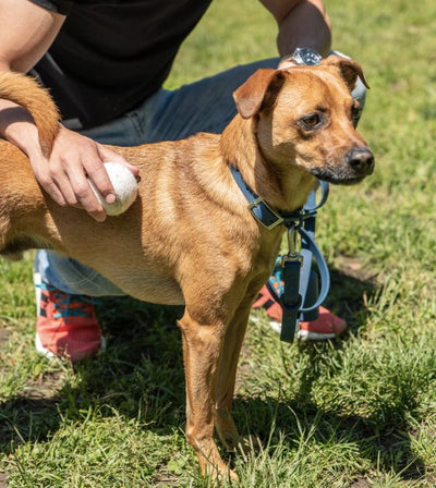 Wild One Tennis Balls Set Dog Toy (White) - Good Dog People™