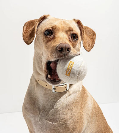 Wild One Tennis Balls Set Dog Toy (White) - Good Dog People™