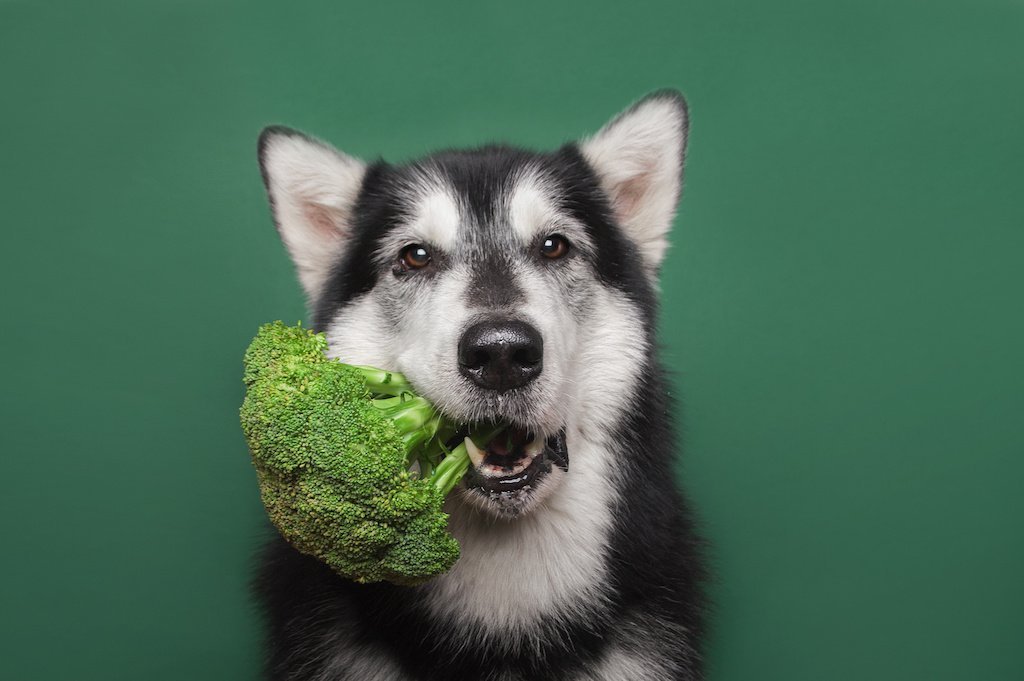What Does It Mean to Feed Natural to Our Pets? - Good Dog People™
