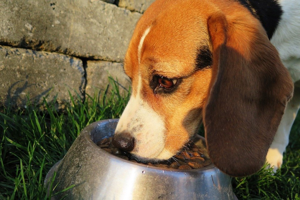 Improving Your Dog’s Eating Habits: 3 Reasons to Stop Free-Feeding - Good Dog People™