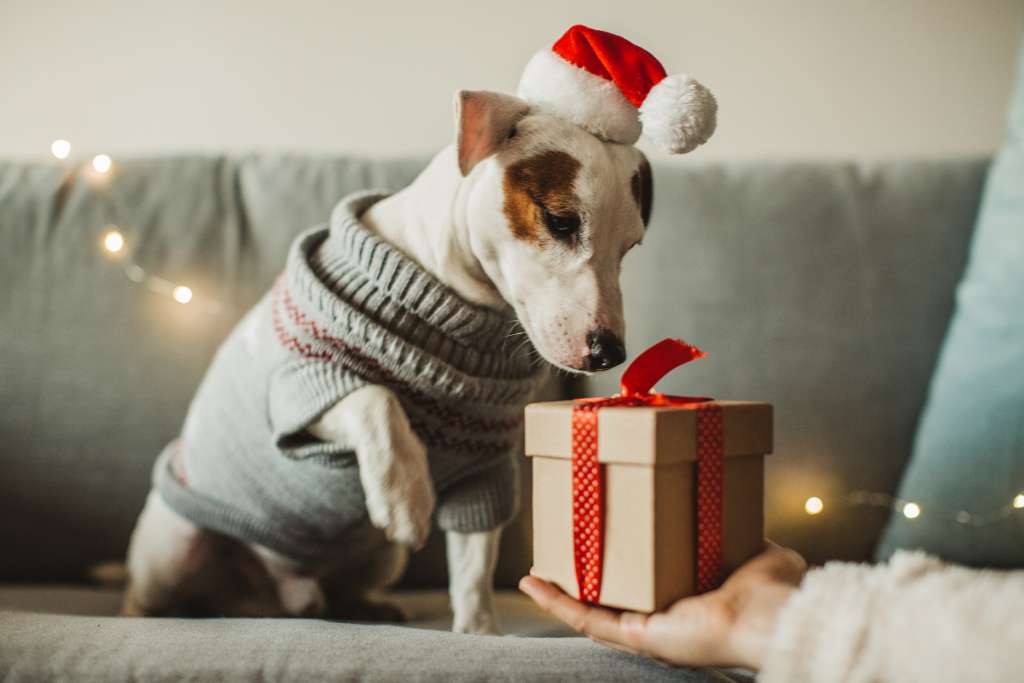 10 Best Gifts for Dogs and Dog Lovers In 2023 - Good Dog People™