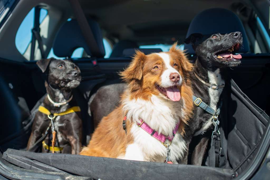 10 Essential Dog Travel Accessories