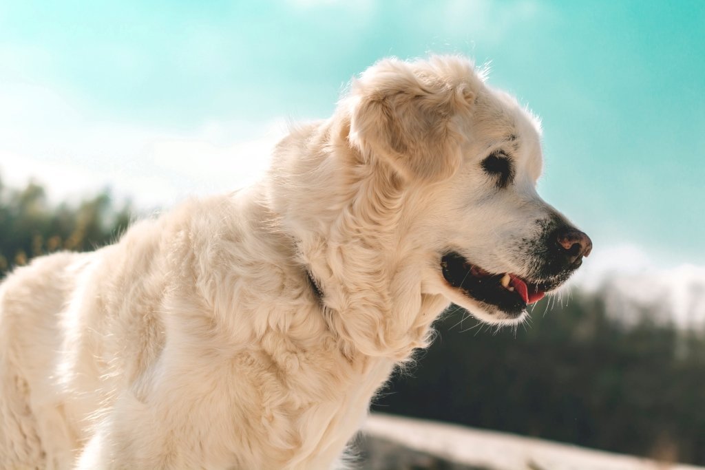 Benefits of Feeding Raw Dog Food - Good Dog People™