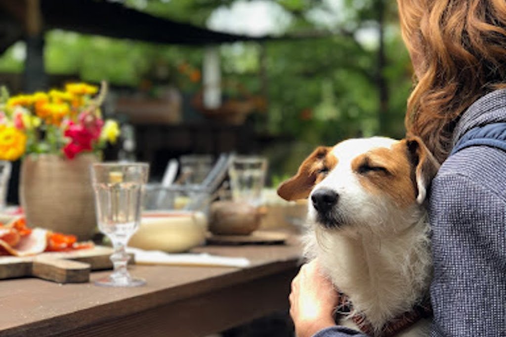 The Right Way to Feed Treats to Your Dog - Good Dog People™