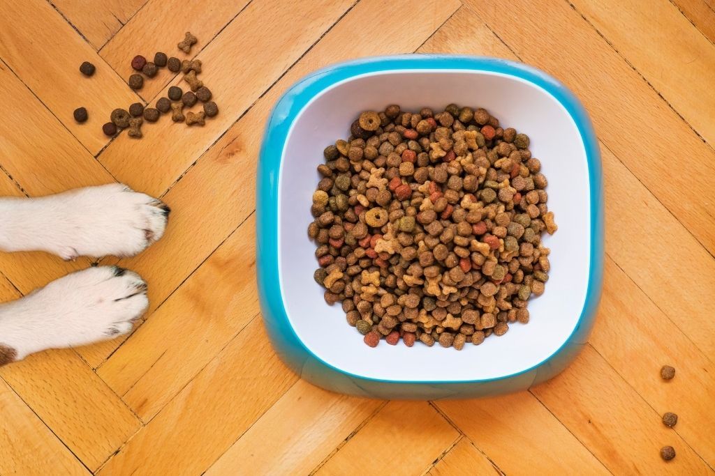 How To Switch Your Dog To New Dog Food - Good Dog People™