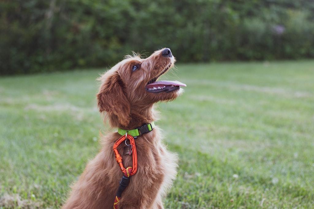 The Importance of Positive Reinforcement Dog Training - Good Dog People™
