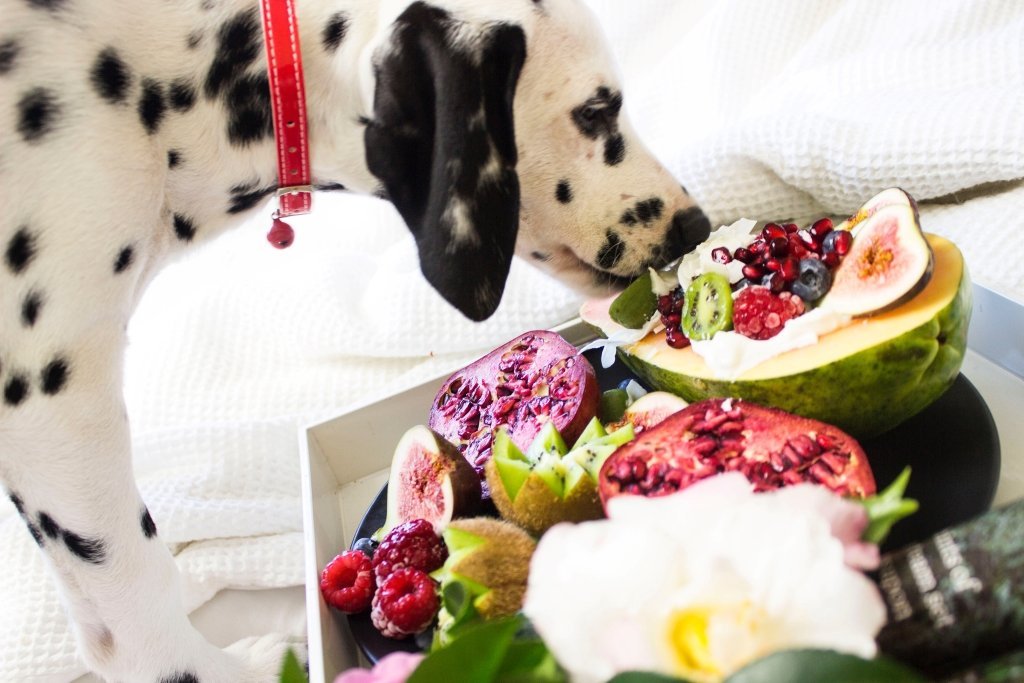 Are Berries Safe for Dogs? - Good Dog People™