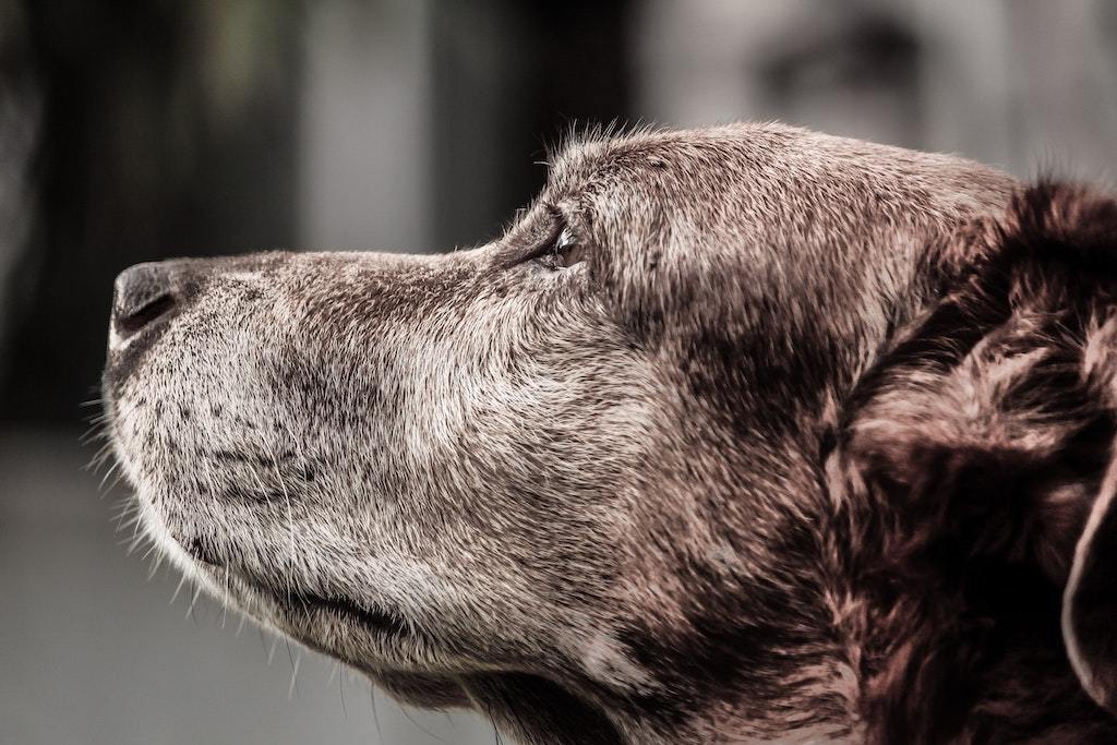 Ageing Gracefully: 3 Ways to Help Your Pet Age Healthily - Good Dog People™