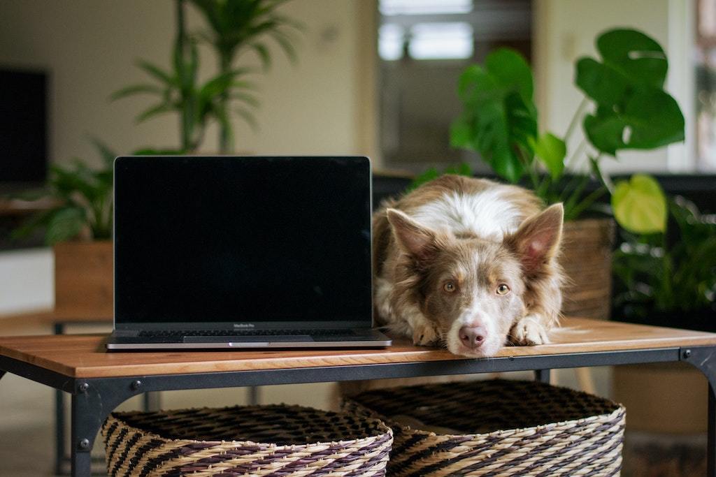 4 Tips for Working From Home With Your Dog - Good Dog People™