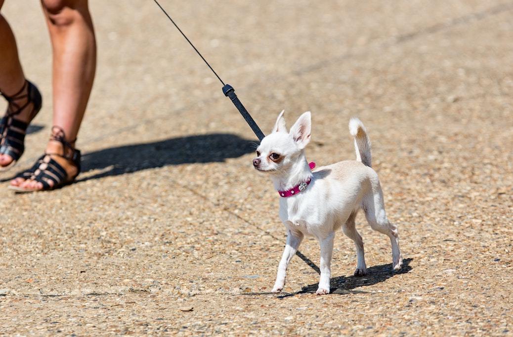 5 Essential Tips for Taking Care of Tiny Dogs