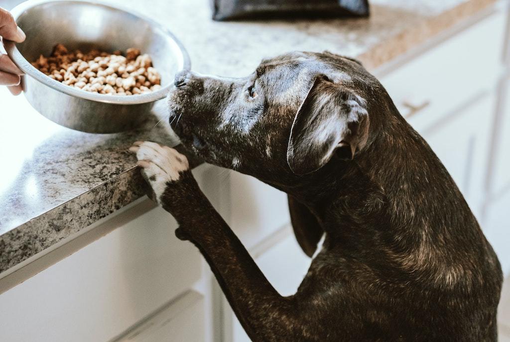 6 Best Dog Food For Your Dog - Good Dog People™