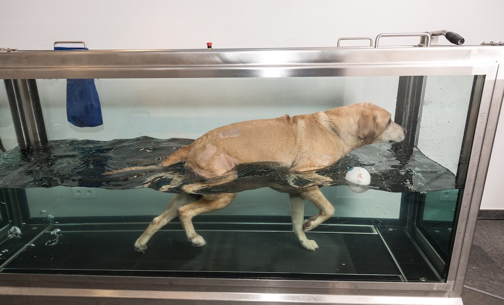 Hydrotherapy for Dogs Helps Get Them Back on Their Feet - Good Dog People™