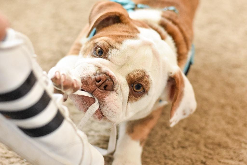 4 Ways To Correct Your Dog's Chewing Behaviour - Good Dog People™