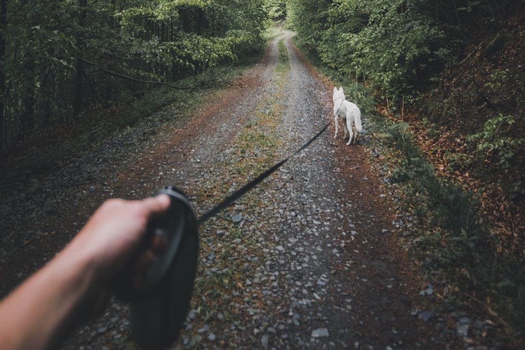 Retractable Leashes Are Not As Safe As You Think - Good Dog People™