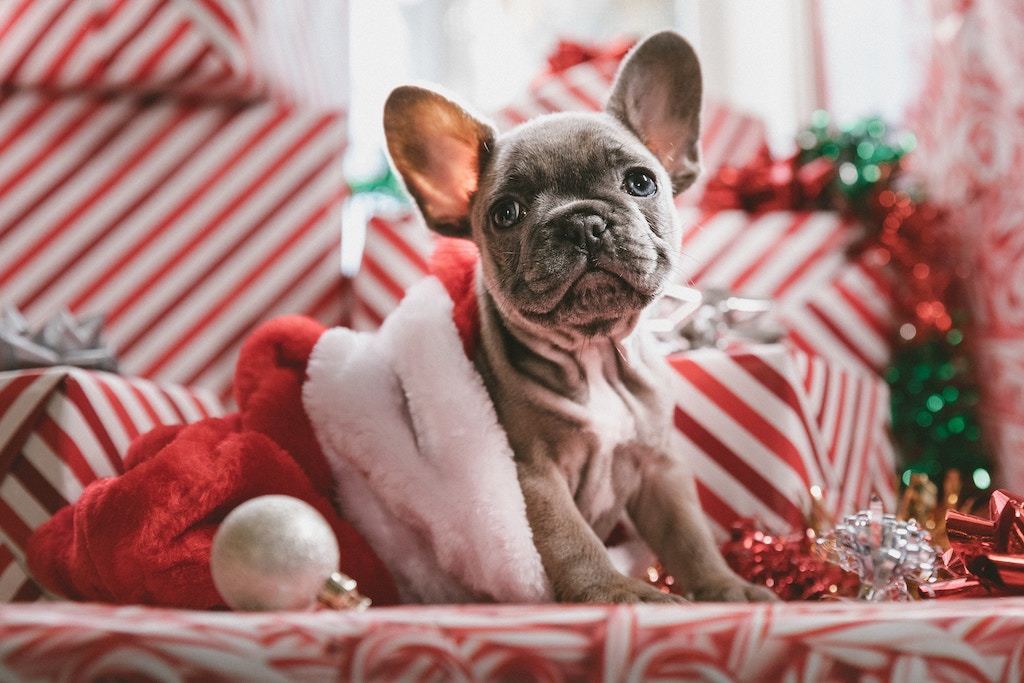 5 Perfect Gift Ideas to Pamper Your Dog With This Christmas - Good Dog People™