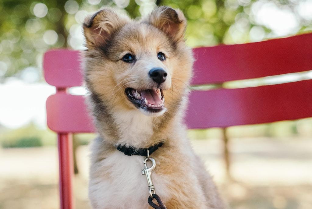 How Smart Is Your Dog? - Good Dog People™