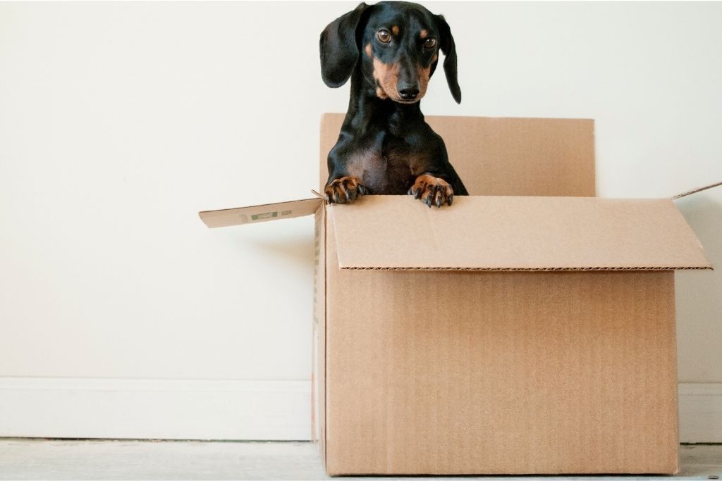 5 Tips for Moving With Your Dog - Good Dog People™