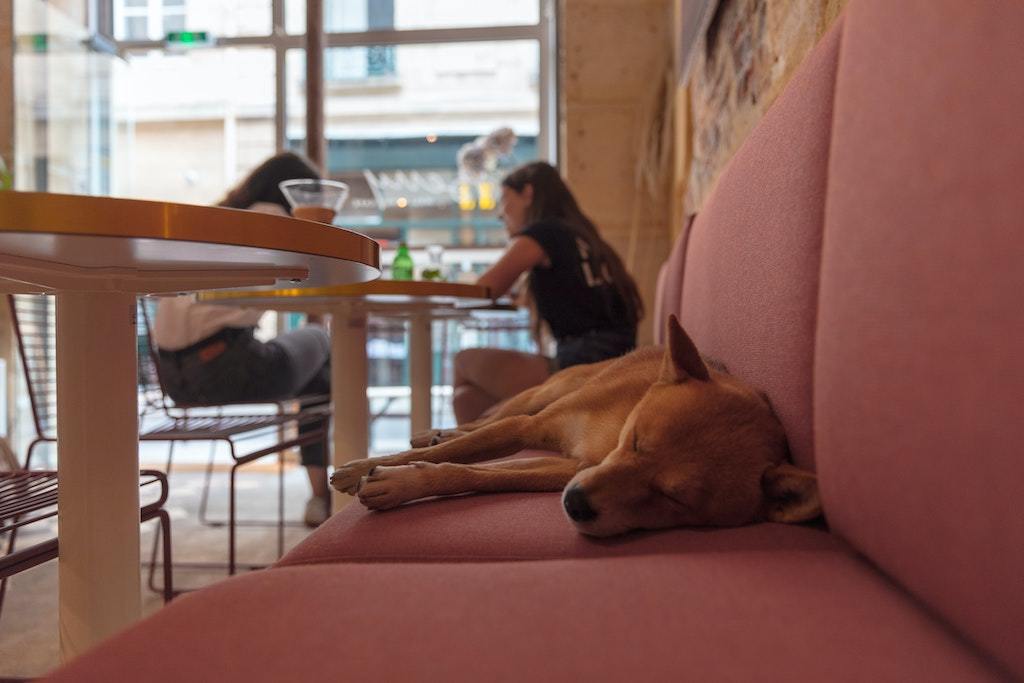 The Ultimate Guide to Dog Cafes in Singapore - Good Dog People™
