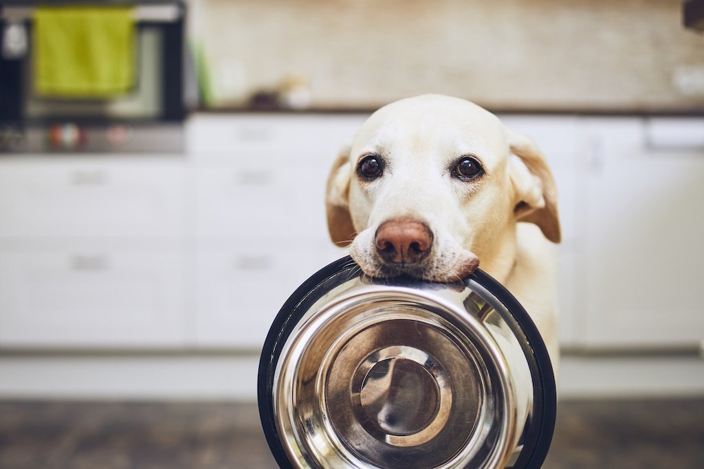 How Much Food Does My Dog Need? - Good Dog People™