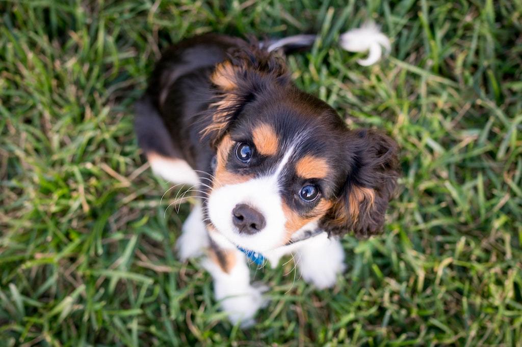 5 Things You Need To Know About Owning A Dog - Good Dog People™