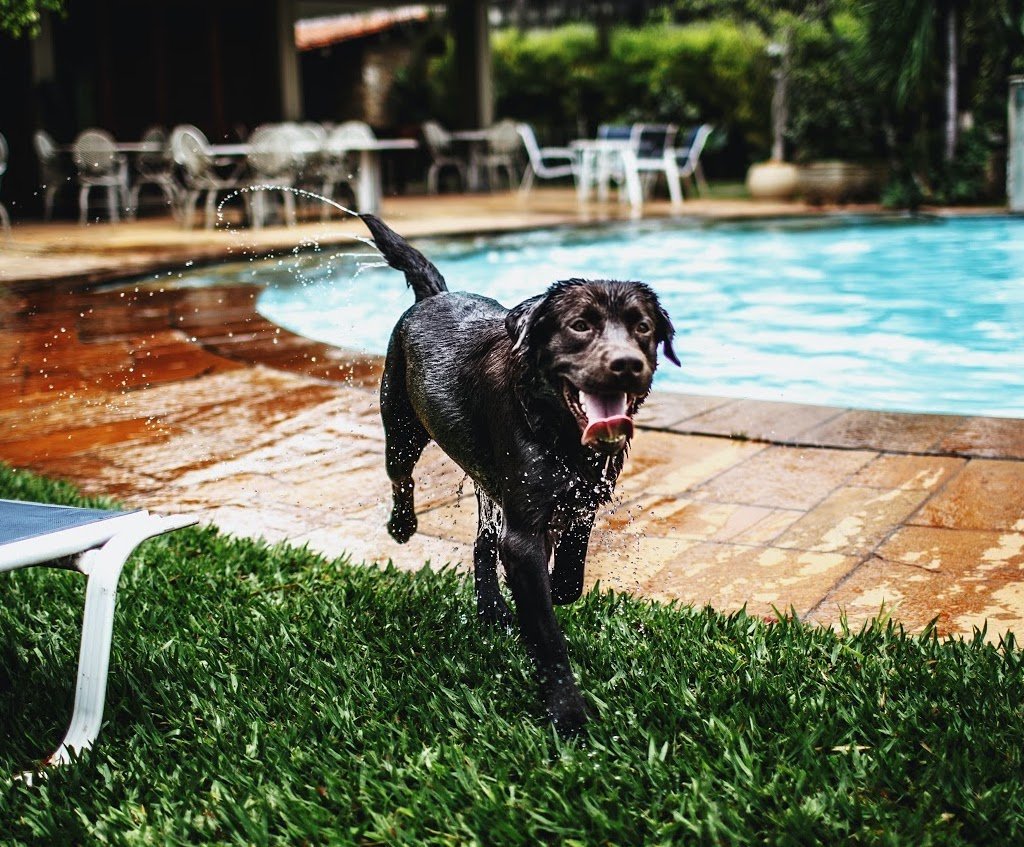 Top 5 Dog Friendly Hotels in Singapore - Good Dog People™