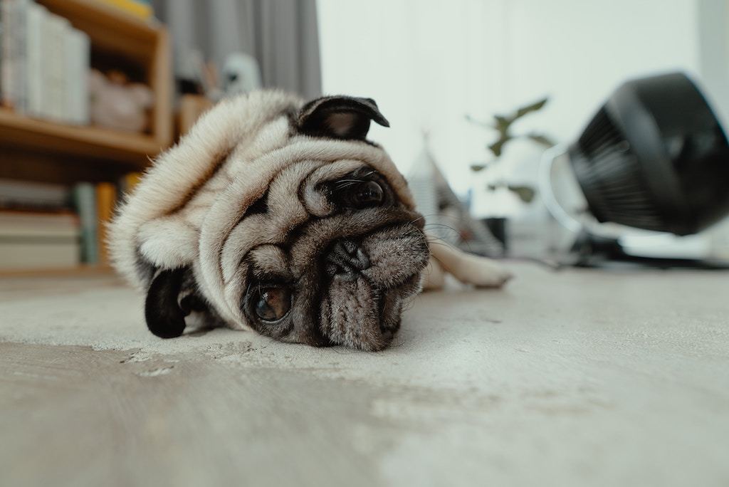 Separation Anxiety In Dogs: 3 Ways to Keep Them Stress-Free - Good Dog People™