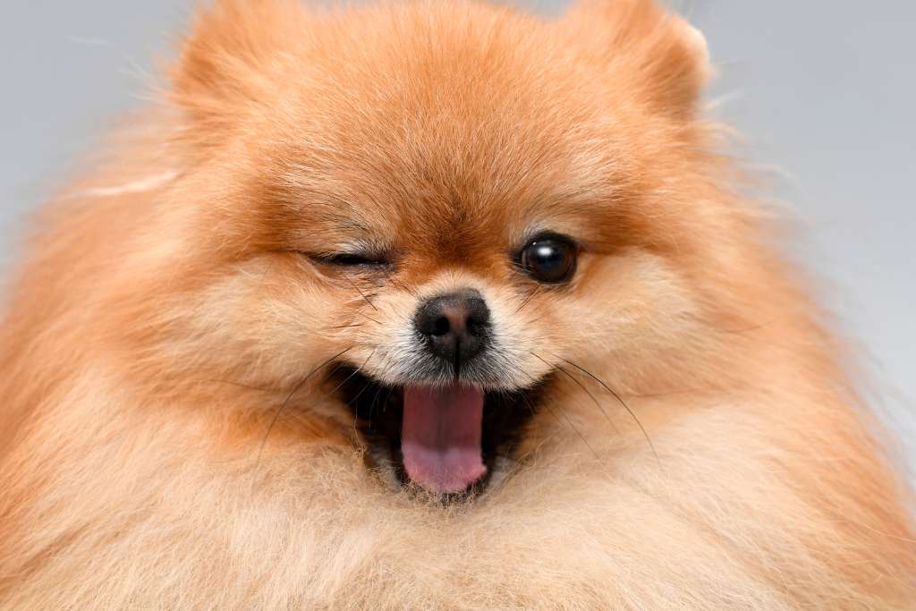 20 Things You Don't Know About Dogs