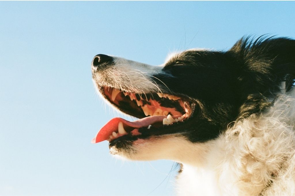 Doggy Dental Hygiene: 5 Tips for Perfect Canines - Good Dog People™