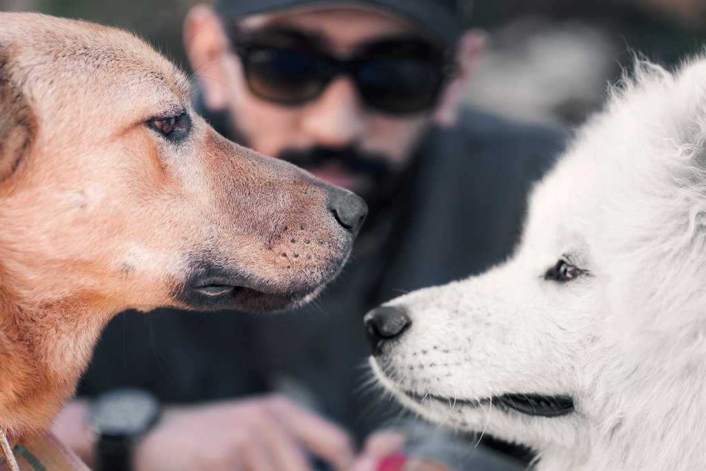 5 Tips for Introducing A New Dog To Your Current Dogs - Good Dog People™