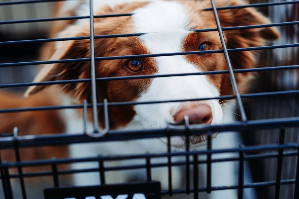 How To Crate Train Your Dog - Good Dog People™