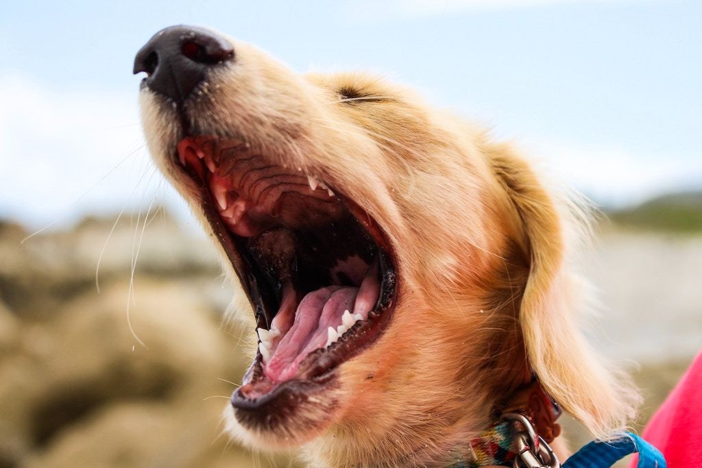 Kennel Cough in Dogs: Common Yet Deadly - Good Dog People™
