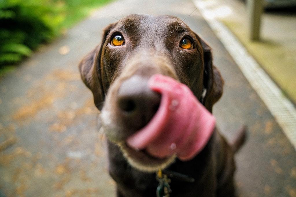 What's the Value of Your Training Dog Treats? - Good Dog People™