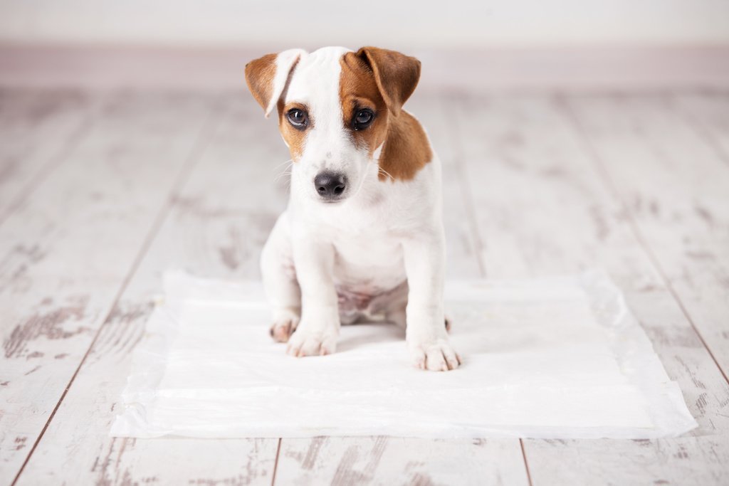 Understanding Urinary Incontinence in Dogs - Good Dog People™