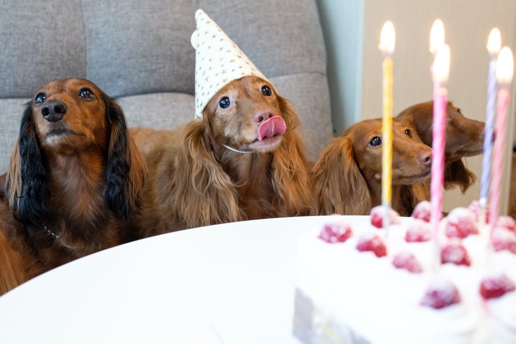 How To Throw Your Pup An Awesome Birthday Party - Good Dog People™