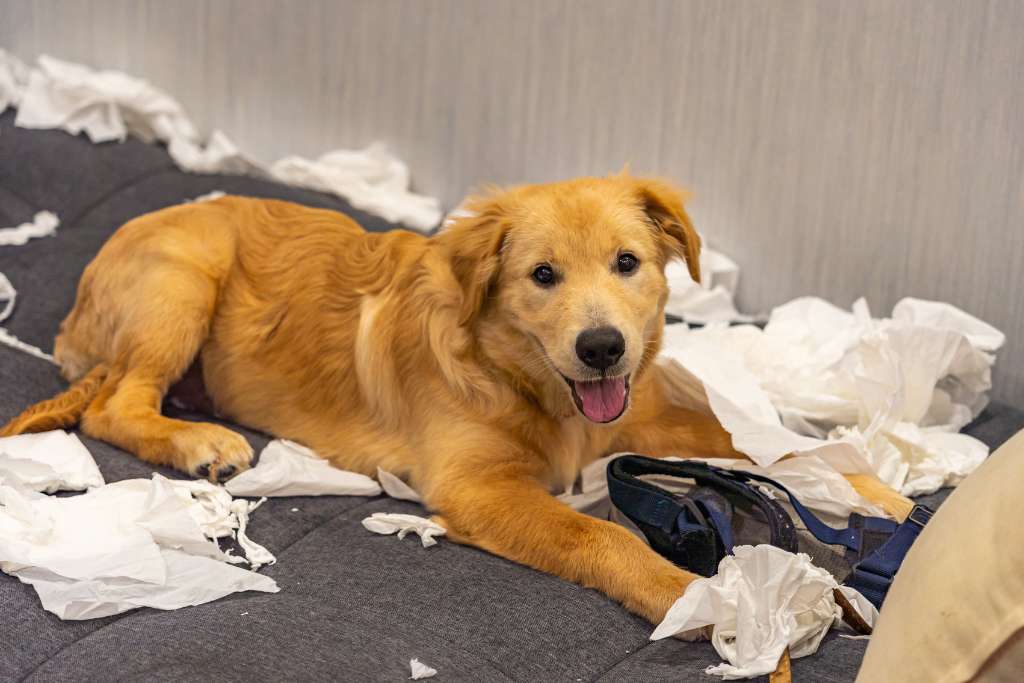 5 Main Causes of Dogs Misbehaving and How to Correct These Unwanted Behaviours - Good Dog People™