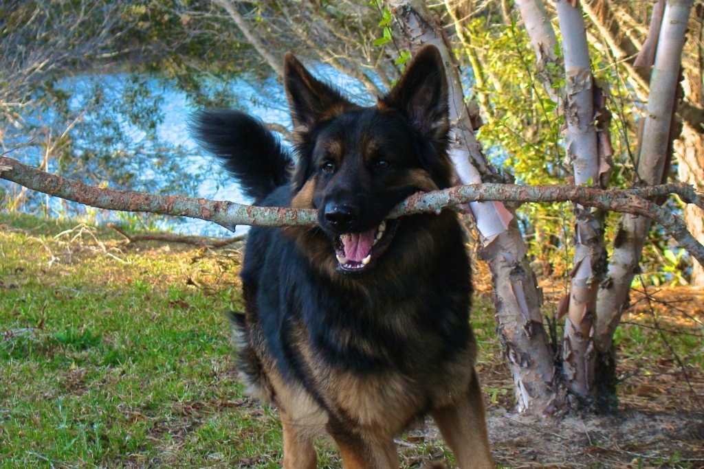 5 Natural Treats for Cleaner Doggy Teeth - Good Dog People™