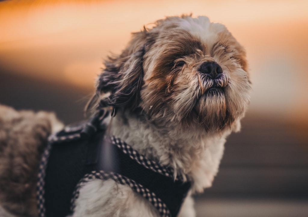 Dog Harness Vs. Collar: Which is Better for Your Dog? - Good Dog People™