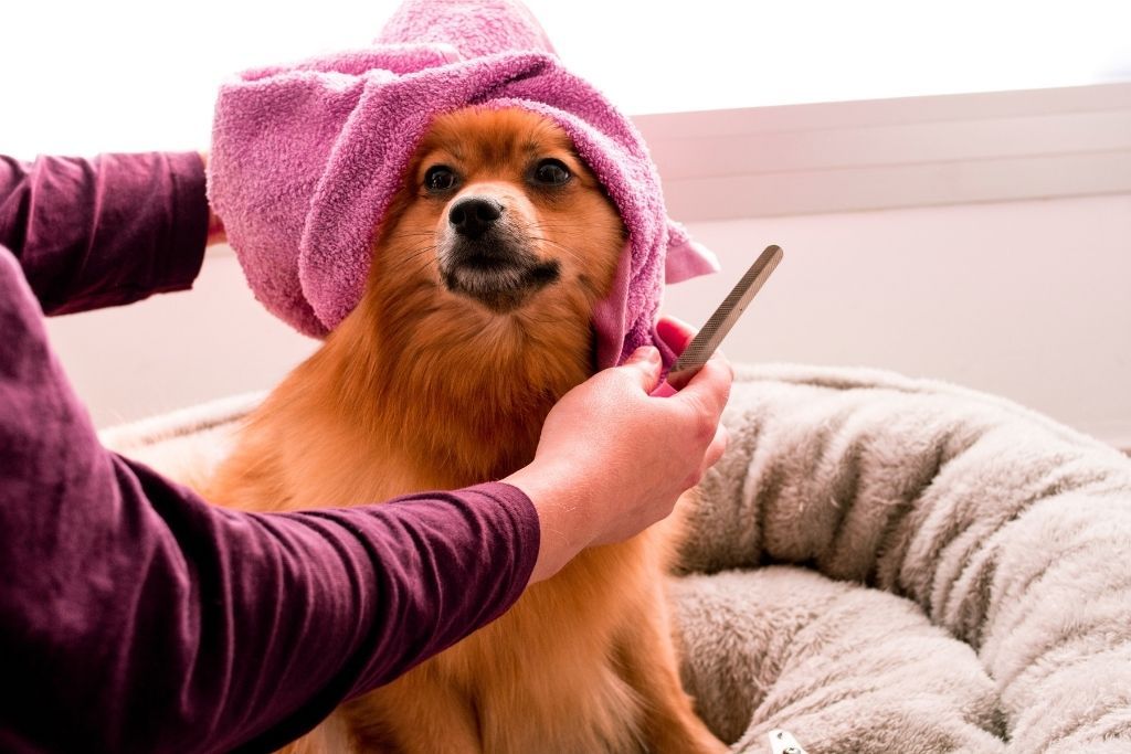 What You Need To Know About Bathing Your Dog - Good Dog People™