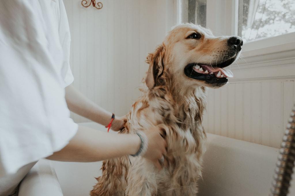 Dog Grooming 101: 5 Essential Tips For Beginners - Good Dog People™
