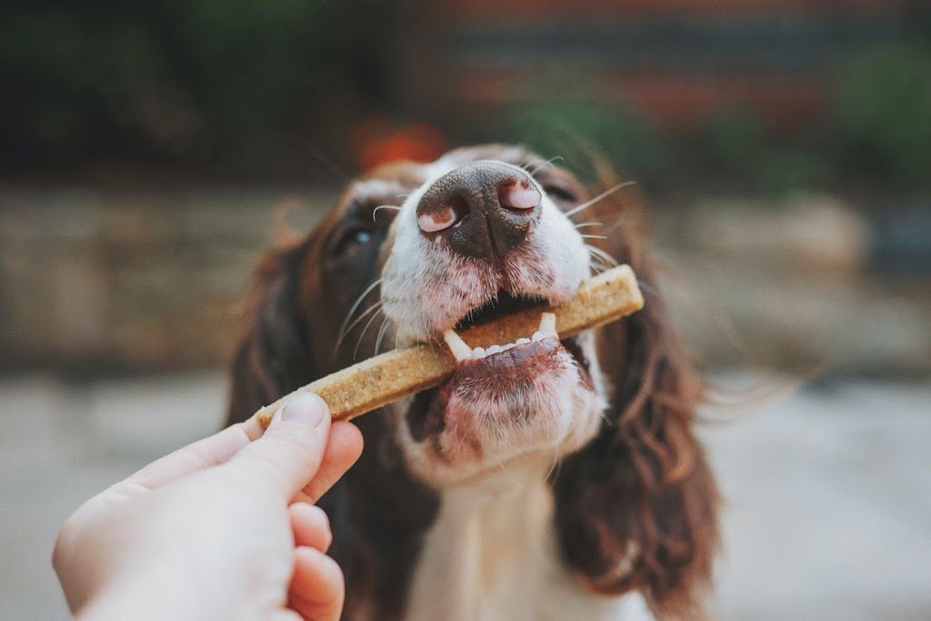 3 Delicious Homemade Dog Treat Recipes to Try - Good Dog People™