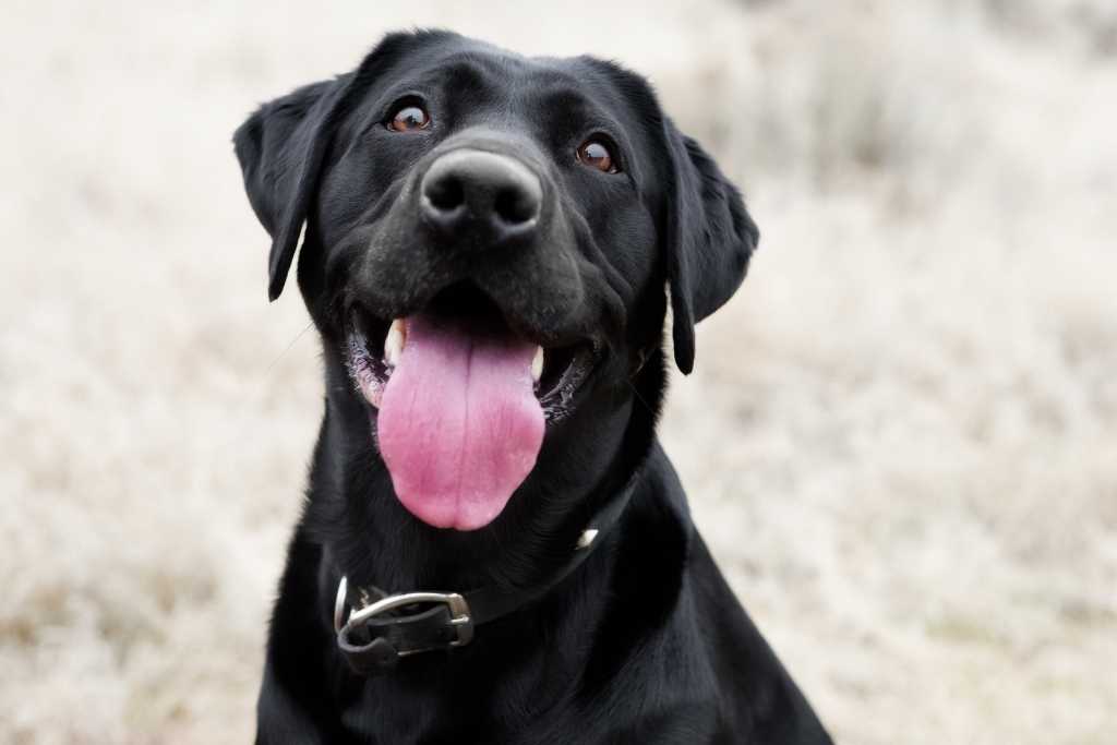 6 Scientific Reasons Why Having a Dog is Awesome! - Good Dog People™