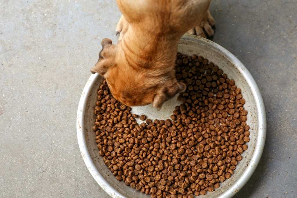 7 Healthy Ways to Boost Kibble Dog Food - Good Dog People™