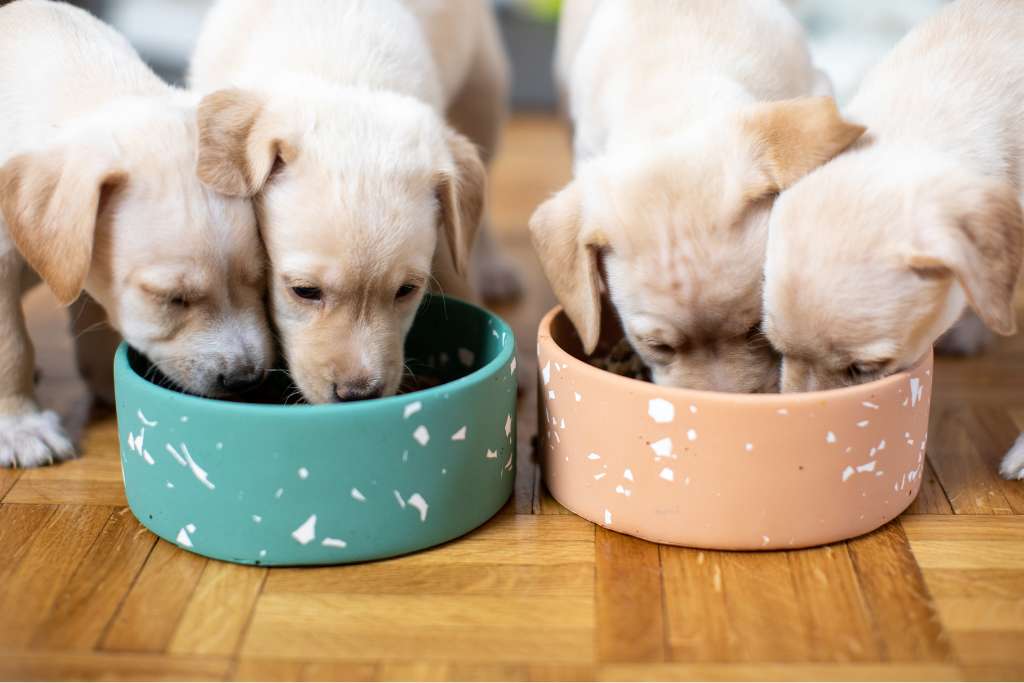 Puppy Nutrition 101: Setting the Foundation for a Lifetime of Health