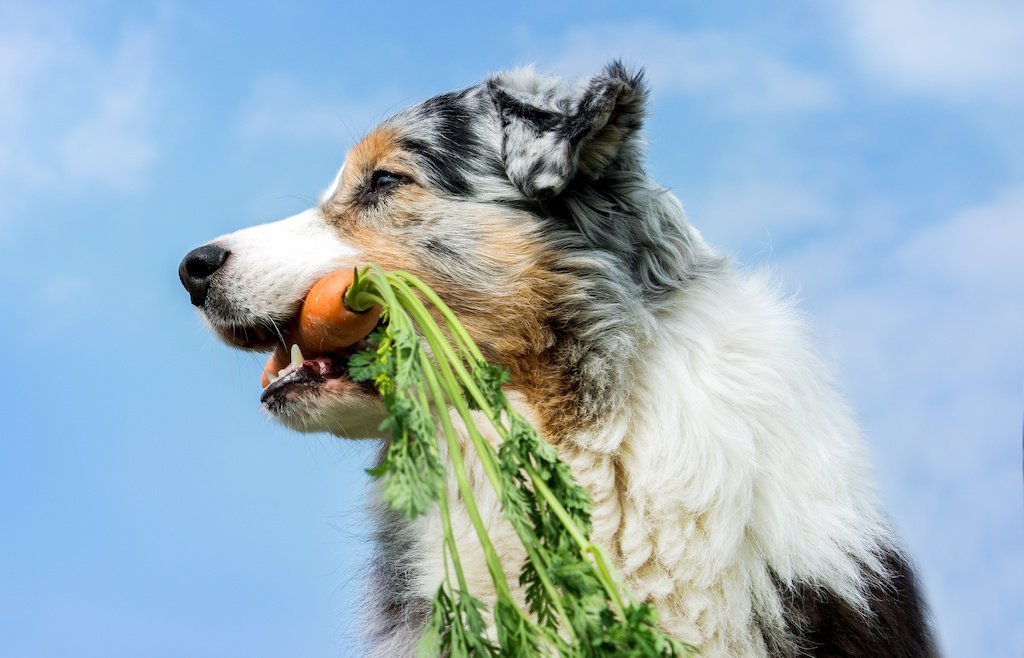 The Importance of Feeding Clean - Good Dog People™