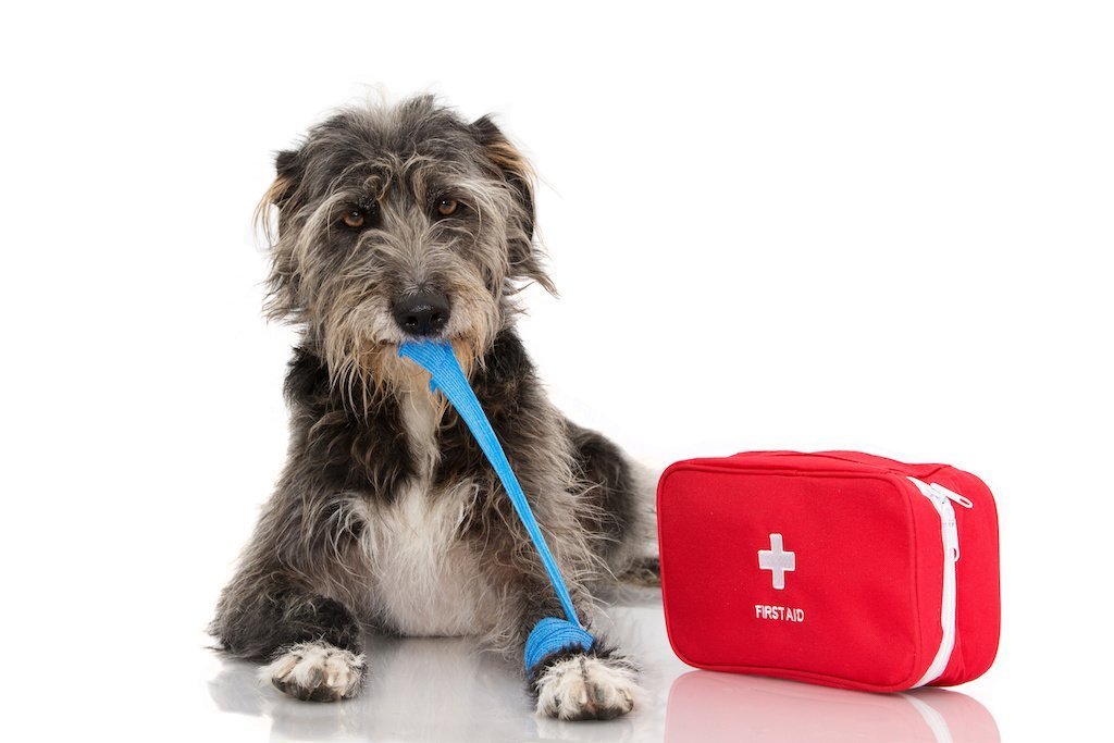 The Basics of Doggy First Aid Kits - Good Dog People™